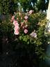 Crested Abundance rose photo