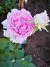 Euridice rose photo