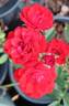 Lovania rose photo