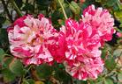 Edgar Degas ® rose photo