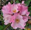 Roger English rose photo