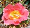 Fruity Petals rose photo
