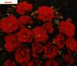 Aramis rose photo