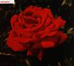 Andante rose photo
