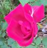 Jubilé Papa Meilland ® rose photo