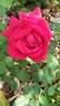 Jubilé Papa Meilland ® rose photo
