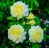 Happy Child rose photo
