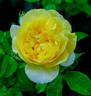 Happy Child rose photo