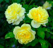 Happy Child rose photo