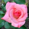Lilibet rose photo