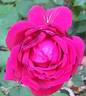 Jubilé Papa Meilland ® rose photo