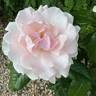 Helen's Rose rose photo