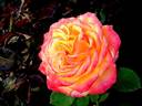 Girandola rose photo