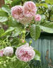 Hans Gönewein Rose rose photo