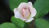 Silver Cloud rose photo
