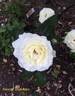 Smooth Snowflake ™ rose photo