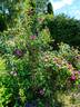 Merveille rose photo
