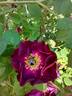 Merveille rose photo