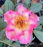 Sweet Vivien rose photo