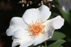 Anne Aymone rose photo