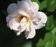 Silver Cloud rose photo