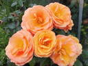 Mama Mia! rose photo
