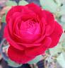 Janice Kellogg ® rose photo
