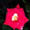Anne Roumanoff rose photo