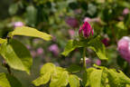 Tolstoi rose photo