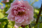 Tolstoi rose photo