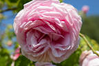 Tolstoi rose photo