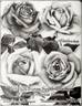 Madame Segond Weber rose photo