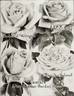 Madame Charles Dubreuil rose photo