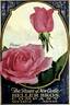 Premier rose photo