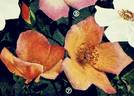 Irish Fireflame rose photo
