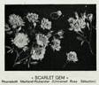 Scarlet Gem ® rose photo