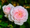 Magnificent Perfume rose photo