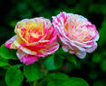 Wonderstripe ™ rose photo