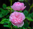 St. Ethelburga rose photo