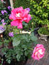 Coronado rose photo