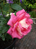 Coronado rose photo