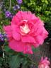 Coronado rose photo