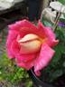 Coronado rose photo