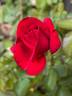 Heart Song ™ rose photo