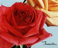 Francita rose photo