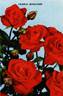 Orange Sensation ® rose photo