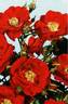 Fanal rose photo