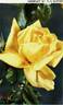 Madame Pierre S. Dupont, Cl. rose photo