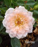 Flower Power rose photo