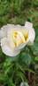 Alaska rose photo